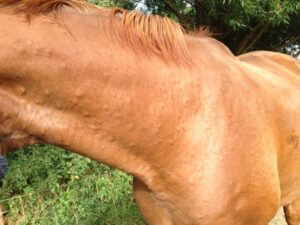 Pferd mit Bläschen und Pusteln am Hals augrund von Nesselsucht