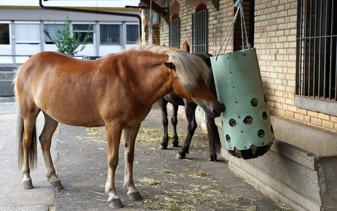 Ein altes Pferd auffüttern