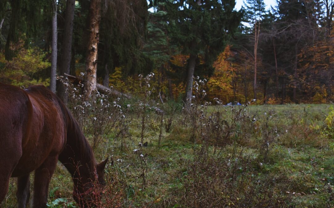 Atypische Weidemyopathie – selten aber gefährlich!